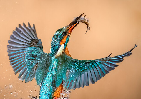 Sustainability winner: Emiliano Cerluini