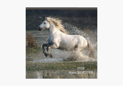 CALENDRIER CHATS 2026Wandkalender 30 x 30