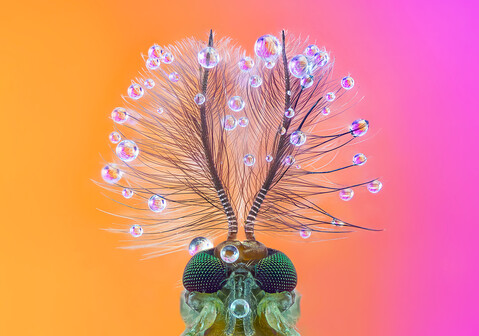 Sustainability winner: Emiliano Cerluini