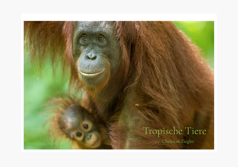Tropische Landschaften - Wandkalender 45x30