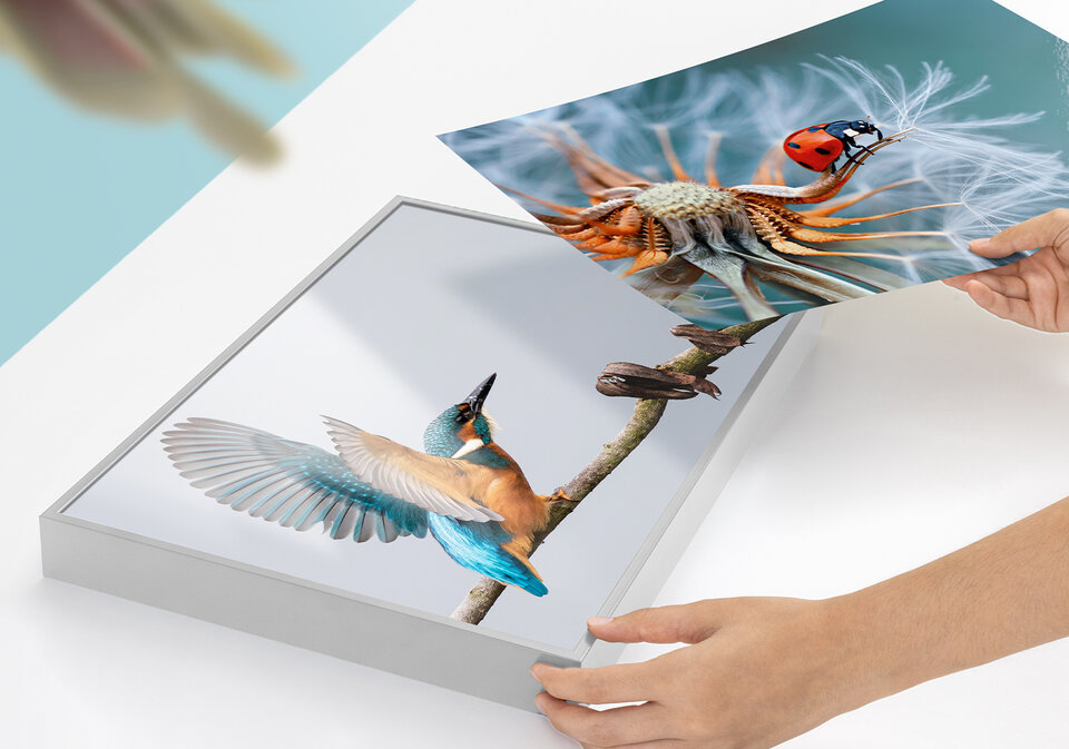 Muestra diferentes fotografías con la foto en un marco intercambiable