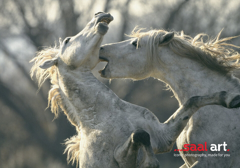 Ханс Силвестър за Saal Art